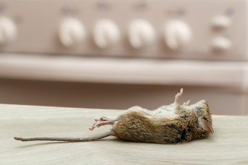 Dead mouse in an apartment kitchen. Inside high-rise buildings. Fight with rodent in the apartment. Extermination.