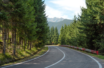 Free road to the mountains. Summer sunny landscape with tall pines