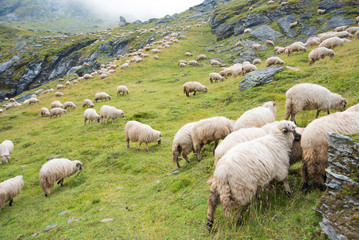 Obraz premium Large flock of sheep in the mountains. Green hills up in the clouds