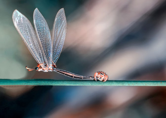 Close up  beautiful jumping spider  - Stock Image 