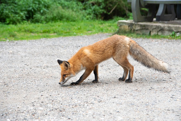 Red fox standing on gravel roadside in summer. Wild animal on road