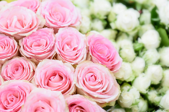 Pink of beautiful roses bunch. Amazing flowers top view. Colorful blossom.
