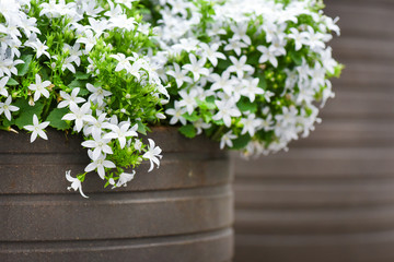White flowers bell in stone pot. Campanula white sort blossom.