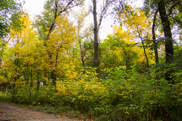 Autumn bright color park with trees