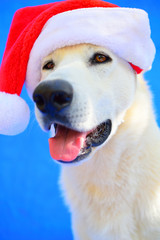 happy christmas dog
