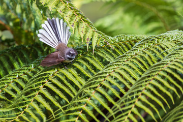 New Zealand Fantail with spread tail
