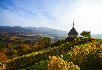 Kapelle Ehrenkirchen Ehrenstetter Ölberg Markgräfler Land Breisgau Deutschland Weinberg Herbst Panorama Aussicht Stauffen Reben Sonne Kirchlein Wandern Genießen Breisgau Landwirtschaft Weinbauer Lese