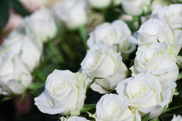 White roses flowers background. Beautiful blossom close up.