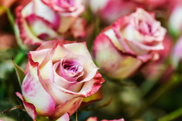 Red or white roses . Spring flowers detail with perfect bokeh.