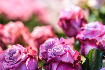 Red or white roses . Spring flowers detail with perfect bokeh.