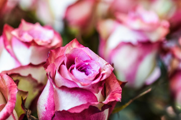 Red or white roses . Spring flowers detail with perfect bokeh.