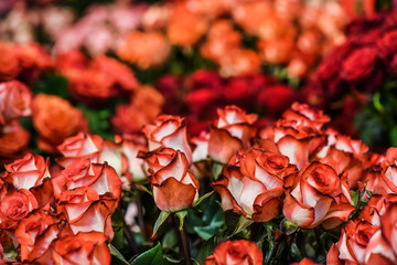 Luxury bouquet of red roses. Beautiful flowers close up.