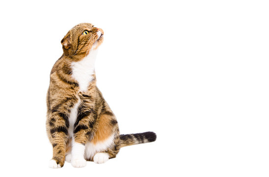 Funny Cat Scottish Fold  Sitting Sniffing, Isolated On White Background