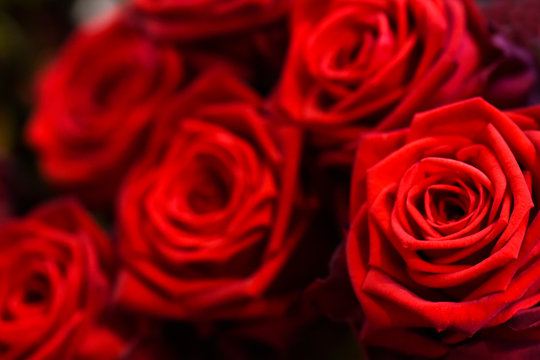 Luxury bouquet of red roses. Beautiful flowers close up.