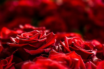 Bouquet of red roses on a colour background. Beautiful flowers bunch.
