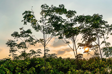 Plantation tree rubber or latex tree rubber in southern Thailand