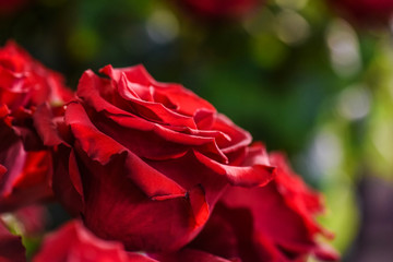 Bouquet of red roses on a colour background. Beautiful flowers bunch.