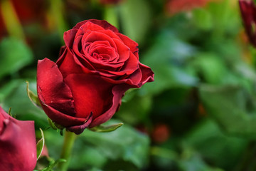 Bouquet of red roses on a colour background. Beautiful flowers bunch.