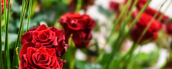 Panorama or banner of red roses in beautiful background. Detail on nice flowers with copy space.