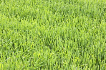 Natural green background with juicy spring green grass