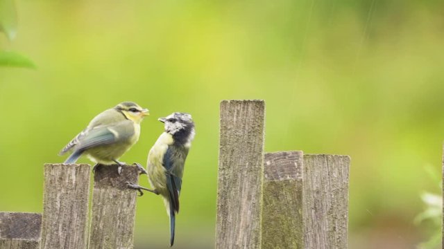 Harassed Mother Blue Tit Bird Feeding Cute Demanding Baby Bird In Rain