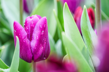 Violet tulips in beautiful flowers garden with green leaves. Perfect bokeh blossom.