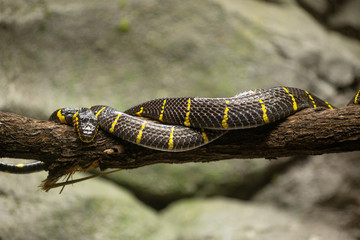 Mangrove snake on a tree branch