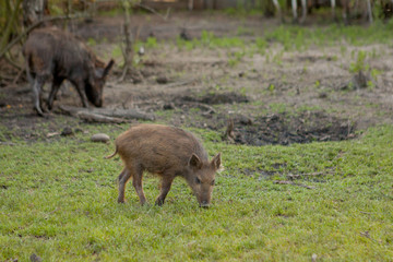 Family Group of Wart Hogs Grazing Eating Grass Food Together.