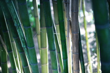 Obraz premium Bamboo forest, oriental motives, japanese garden