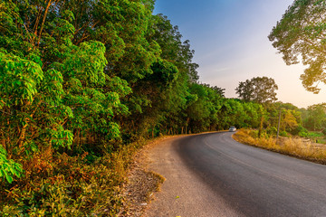 Road with tree nature in sunlight