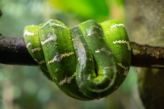 Large Green Tree Python