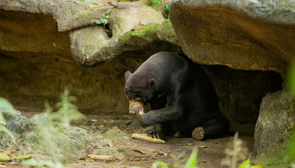 Sun Bear eating sugar cane