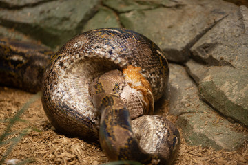 Very large Reticulated Python