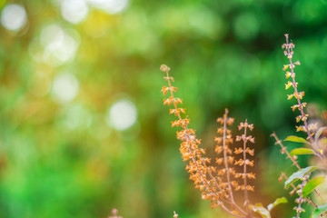 Leaf in sinlight nature with bokeh light on blurred