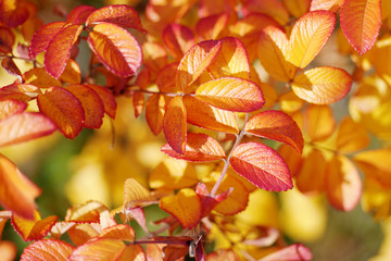 yellow and red wild rose leaves at autumn
