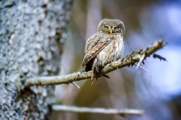 Small beautiful owl in forest on branch in spruce forest. The Eurasian pygmy bird.