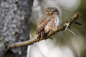 Beautiful small bird in forest. Eurasian pygmy owl (Glaucidium passerinum)