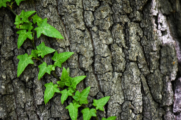 Old tree bark or pattern background covered with ivy tree. Copy space