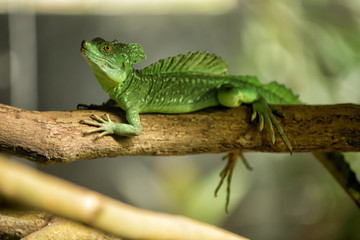 View of the plumed basilisk lizard