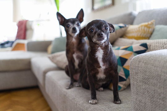 Beautiful and cute little chihuahuas sitting on the sofa at home