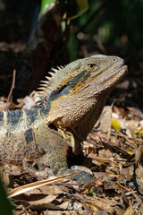 Lizard close up in leaves (Intellagama lesueurii)
