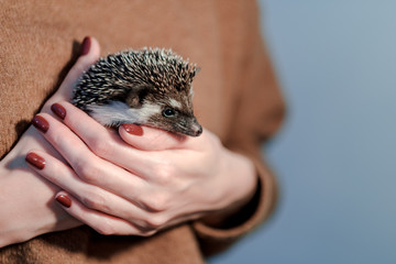 Cute african hedgehog on woman palms. Pets concept