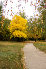 Obraz premium Autumn bright color park with trees