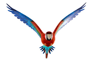 guacamaya isolated on white background