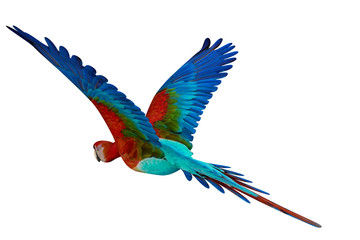 guacamaya isolated on white background