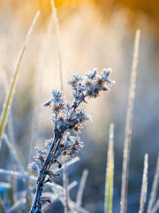 First frost. Frost on the leaves. Winter frosty abstract natural background.