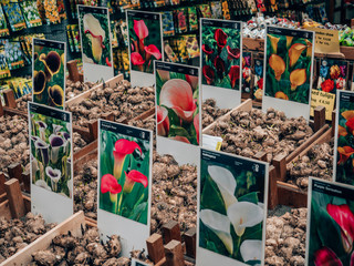 The famous Dutch flower tubers on the flower market in Amsterdam.