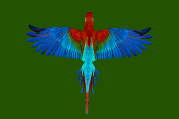 guacamaya isolated on green background