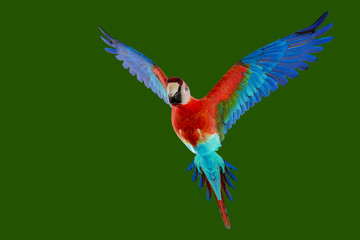 guacamaya isolated on green background