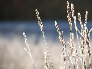 First frost. Frost on the leaves. Winter frosty abstract natural background.